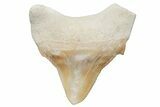 Pathological Otodus Shark Tooth - Morocco #213901-1